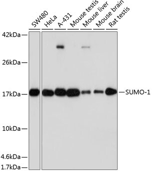 SUMO1 Antibody in Western Blot (WB)