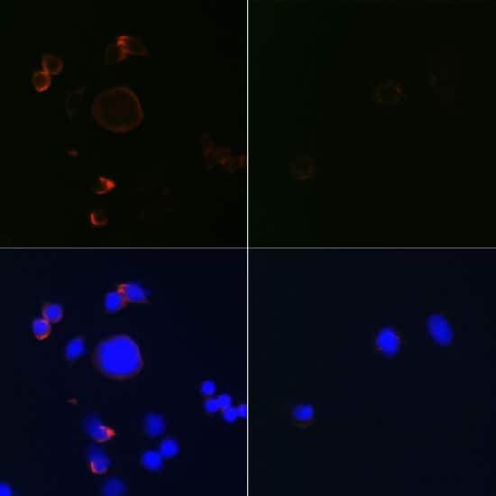 Active Pro Caspase 3 Antibody Ma5 35333