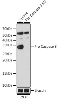 Active Pro Caspase 3 Antibody Ma5 35333