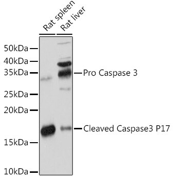 Active Pro Caspase 3 Antibody Ma5 35333