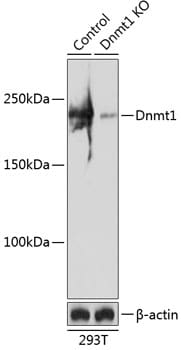 DNMT1 Antibody