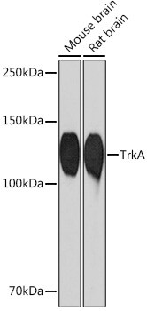 TrkA Antibody in Western Blot (WB)