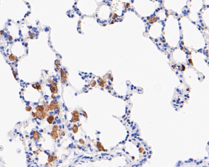 Cd16 Antibody (ma5-36143)