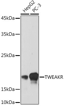 CD266 Antibody in Western Blot (WB)