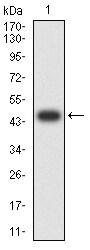 CD169 Antibody in Western Blot (WB)