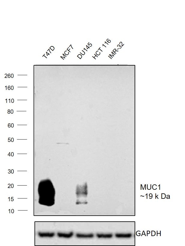 MUC1 Antibody in Western Blot (WB)