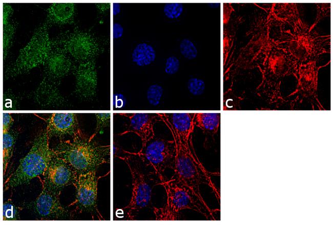 NRG1 Antibody (MA5-12896)