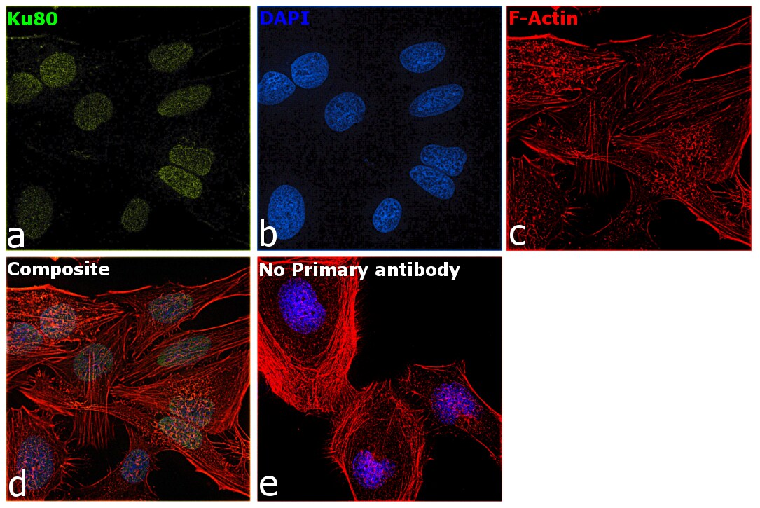 Ku80 Antibody in Immunocytochemistry (ICC/IF)