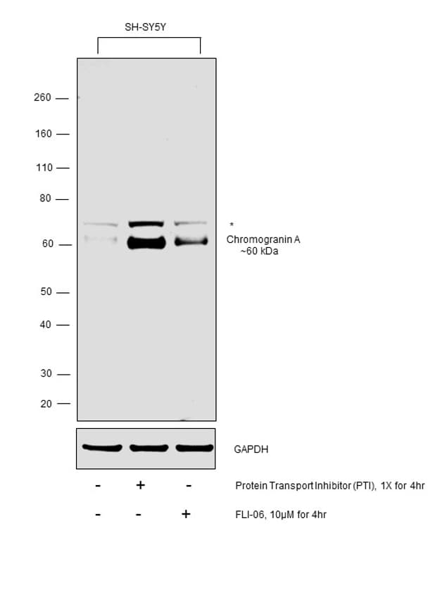 Chromogranin A Antibody (MA5-13096)