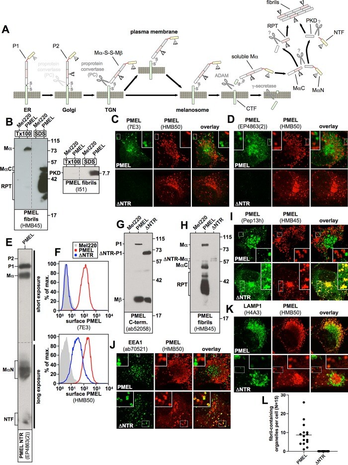 PMEL Antibody (Monoclonal, HMB45)
