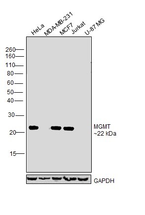 MGMT Antibody