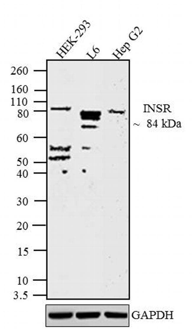 INSR beta Antibody in Western Blot (WB)