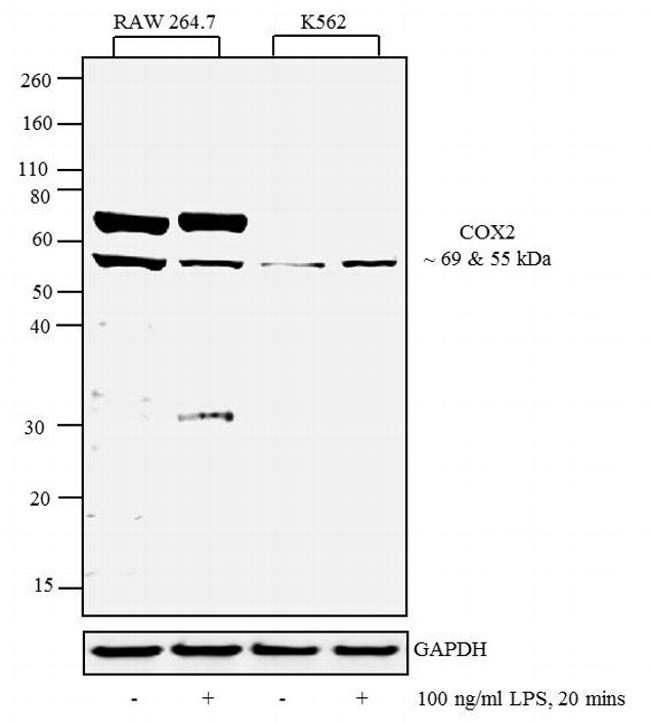 COX2 Antibody (Monoclonal, SP21)