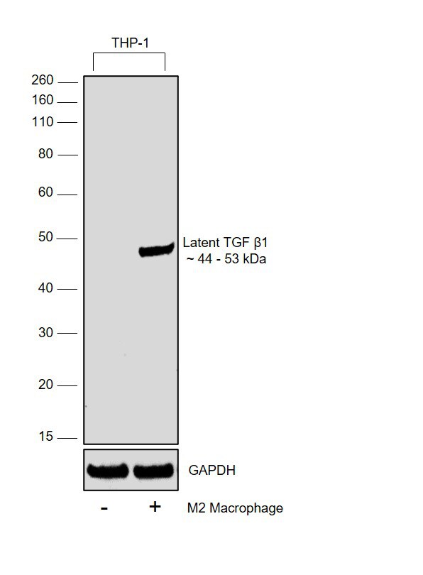 TGF beta-1 Antibody