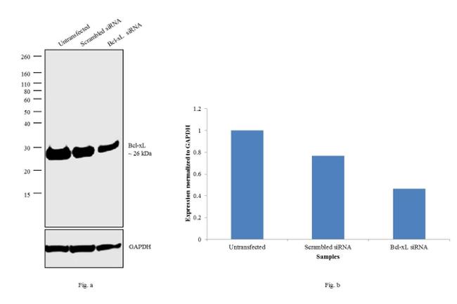 Bcl-xL Antibody (MA5-15142)