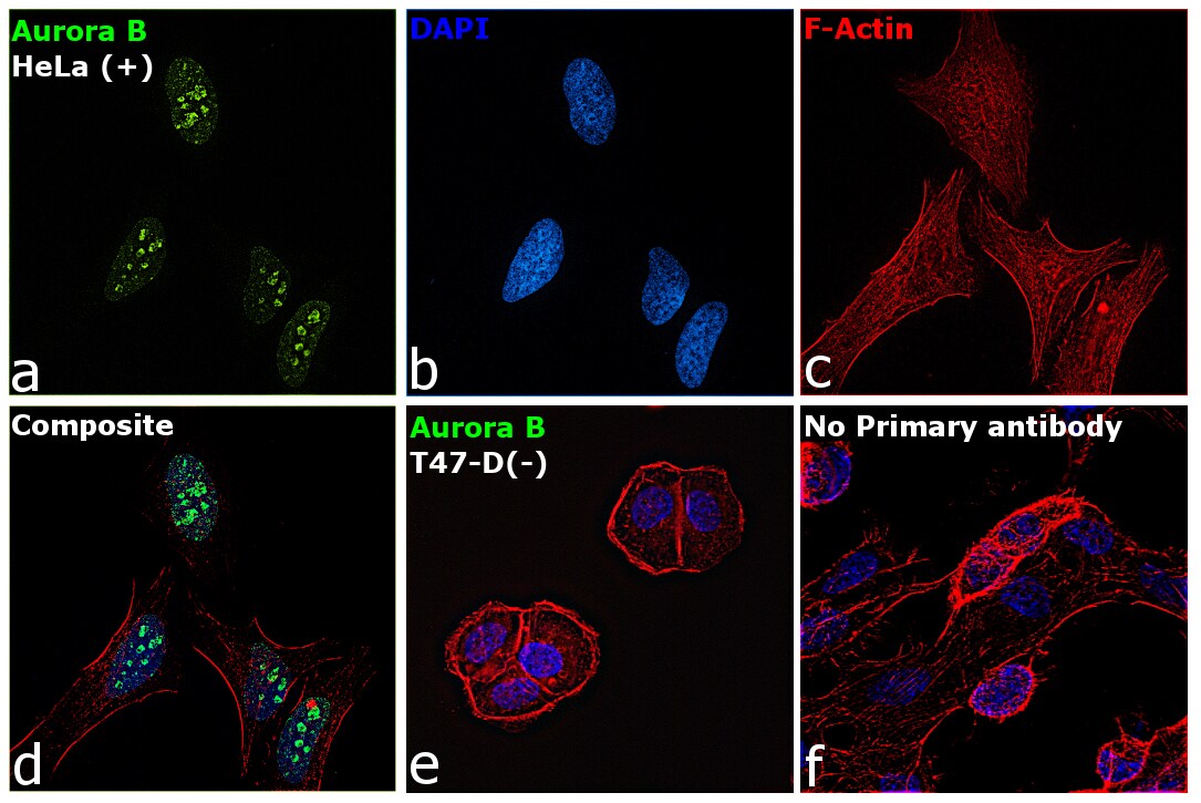 Aurora B Antibody (MA5-15321)