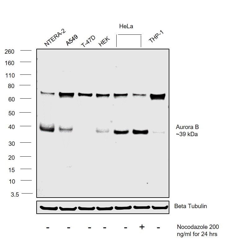 Aurora B Antibody (MA5-15321)