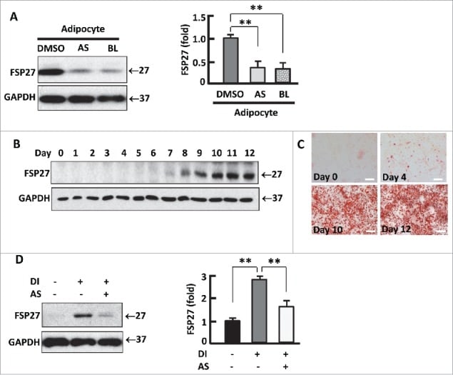 CIDEC Antibody