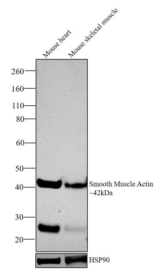 anti actin antibody western blot