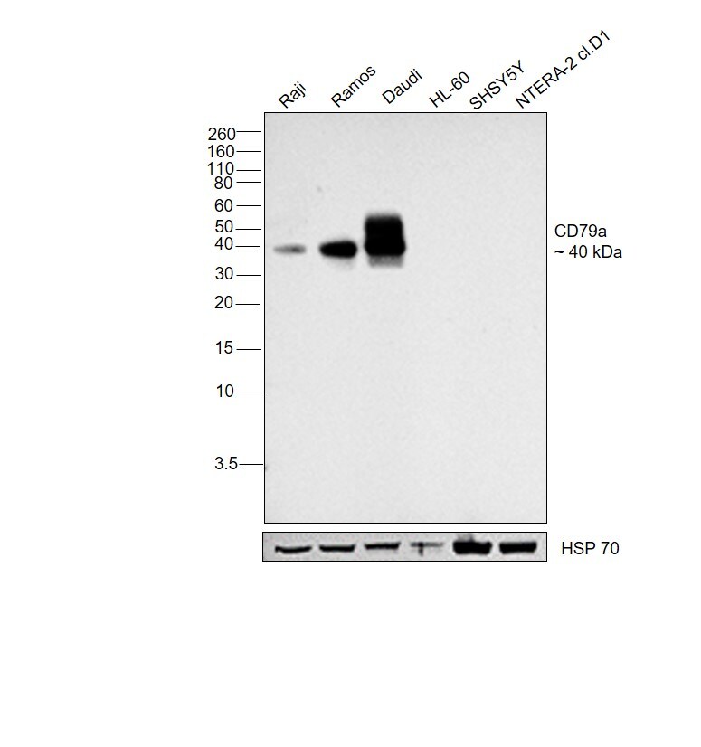 CD79a Antibody