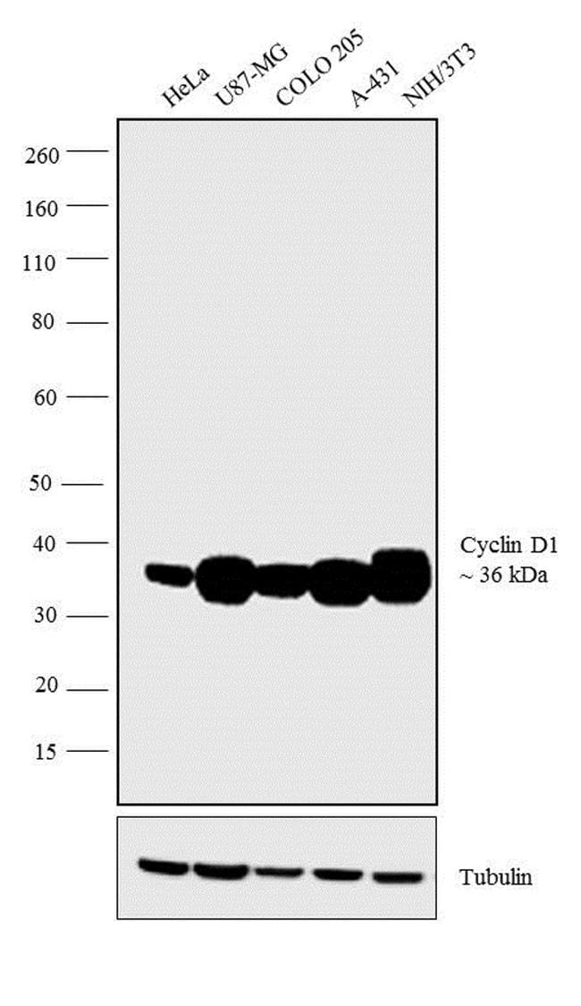 Cyclin D1 Antibody in Western Blot (WB)