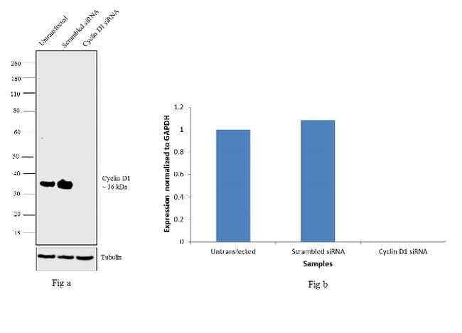 Cyclin D1 Antibody