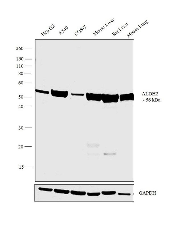 ALDH2 Antibody in Western Blot (WB)