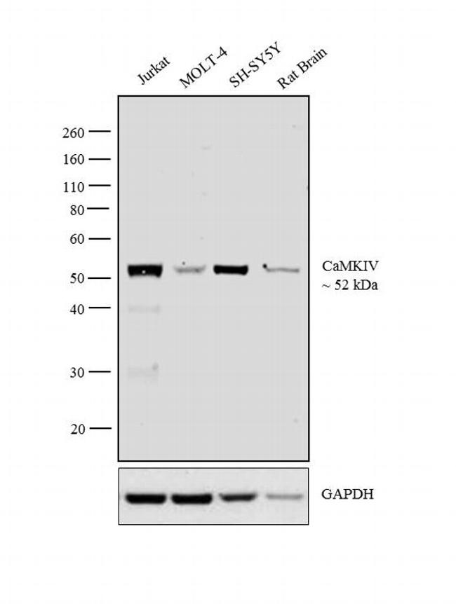 CaMKIV Antibody (MA5-17038)