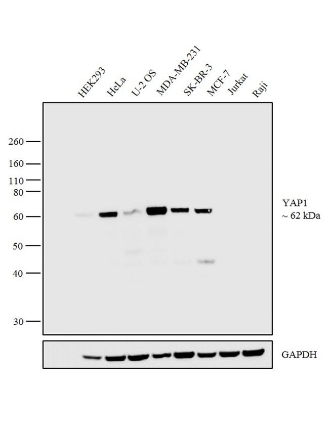 YAP1 Antibody (MA5-17200)