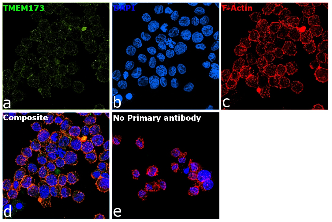 Sting Antibody Ma5 26032 0619