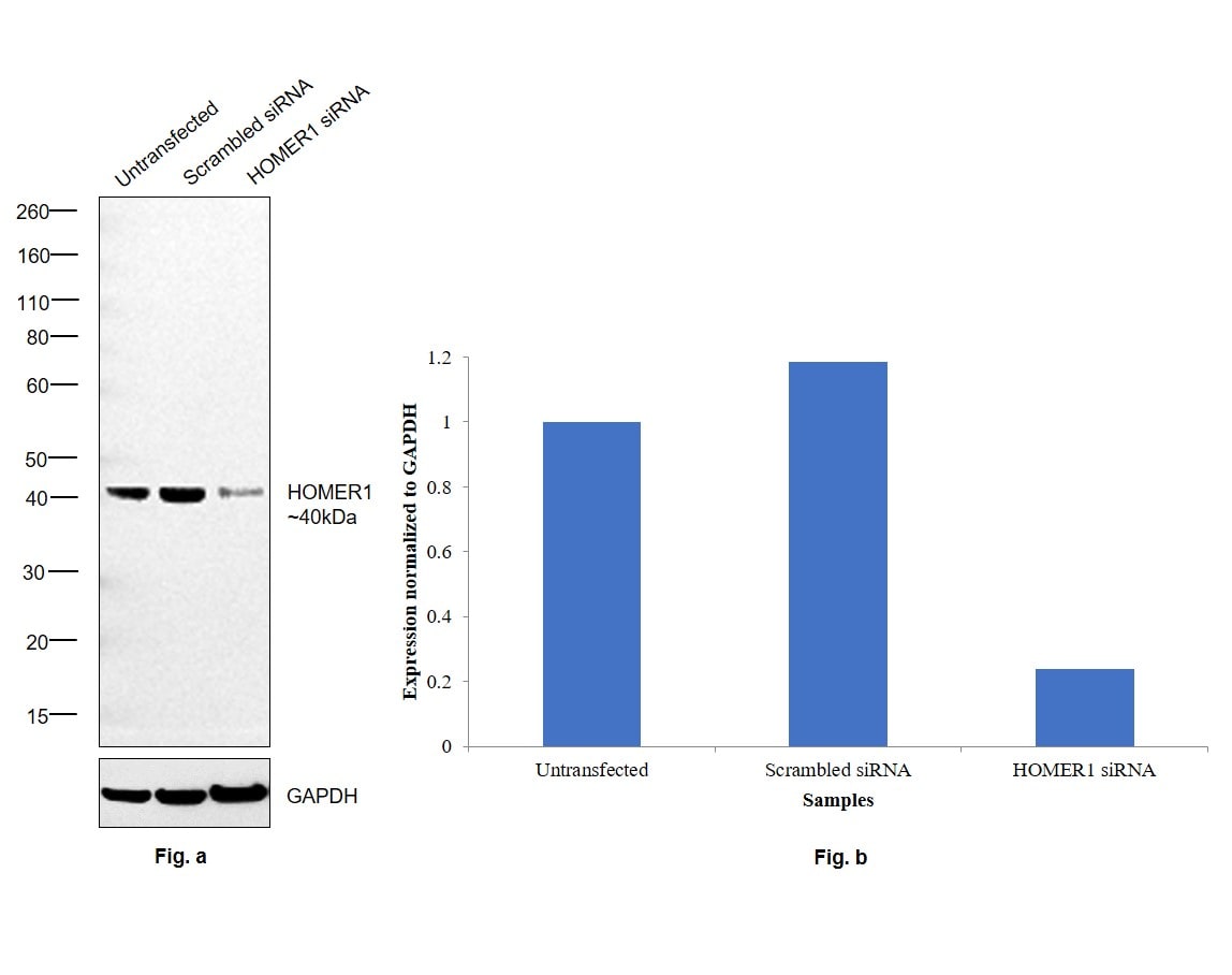 HOMER1 Antibody (MA5-27522)