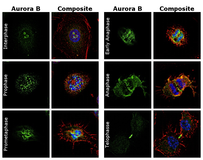 Aurora B Antibody (MA5-27890)