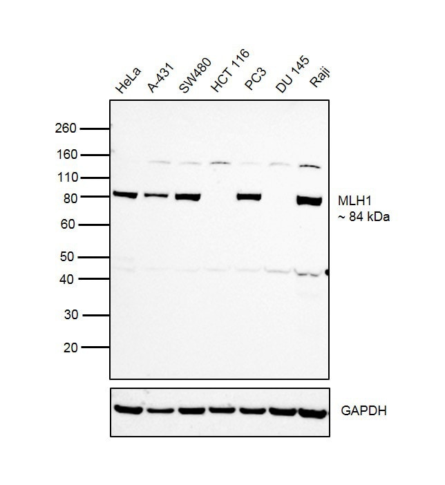 MLH1 Antibody (MA5-32041)