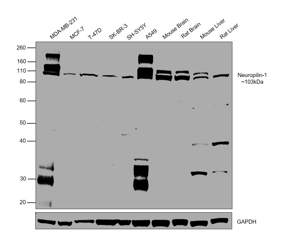 CD304 (Neuropilin-1) Antibody (MA5-32179)