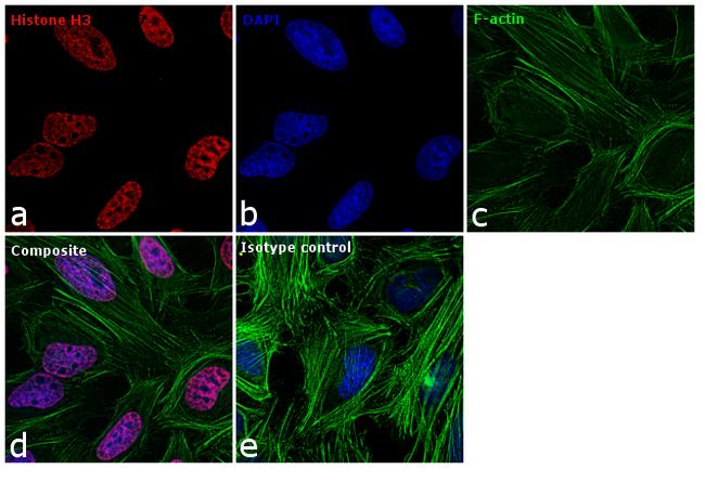 alexa fluor 555 Primary Antibodies