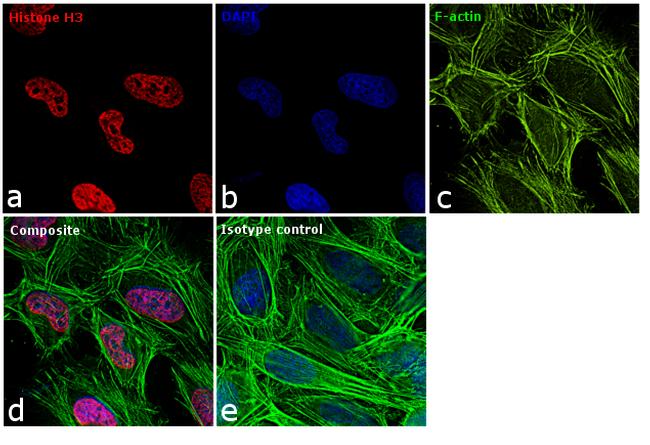 Histone H3 Antibody, Alexa Fluor™ 647 (MA7-02023-A647)