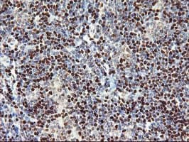 MEF2C Antibody in Immunohistochemistry (Paraffin) (IHC (P))