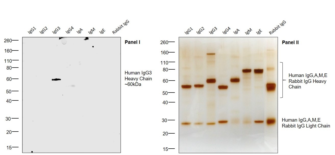 Human IgG3 Secondary Antibody