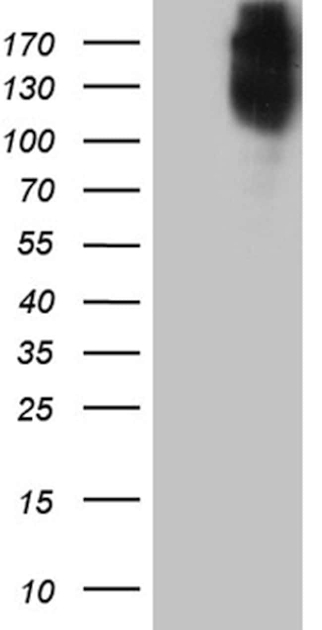 MRC2 Antibody (TA811858)