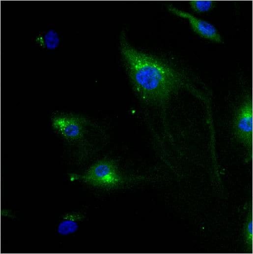 IGF2R Antibody in Immunocytochemistry (ICC/IF)