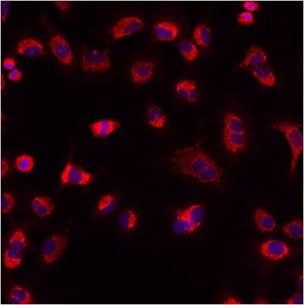 Mitofilin Antibody (PA3-870)