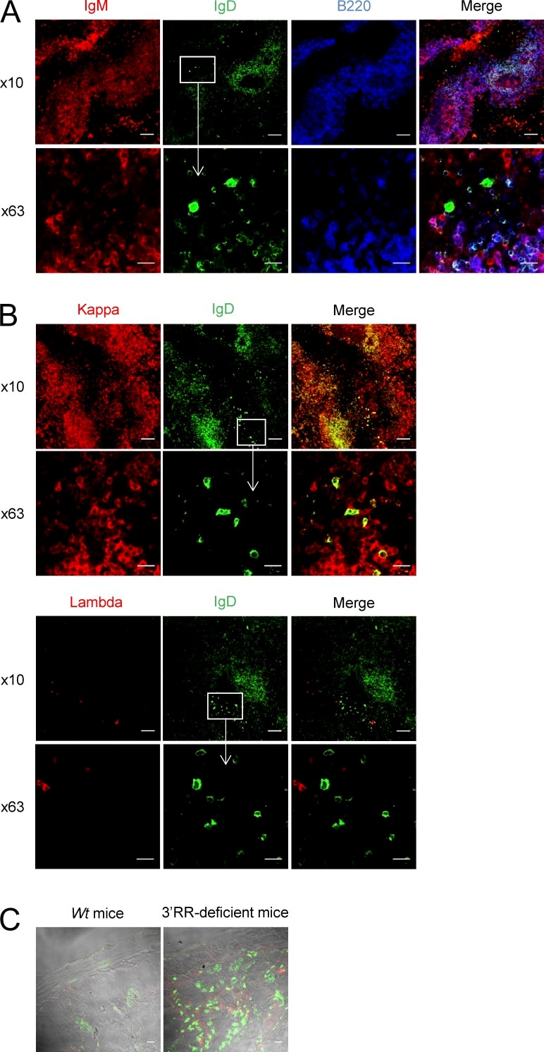 IgM Antibody (14-5790-82)