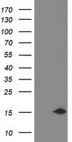 NDUFA7 Antibody in Western Blot (WB)
