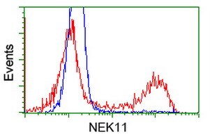 NEK11 Antibody in Flow Cytometry (Flow)