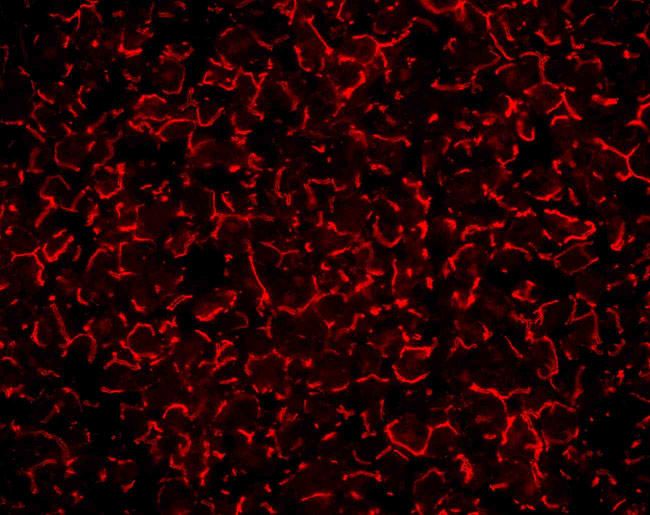 ZO-1 Antibody (40-2300)