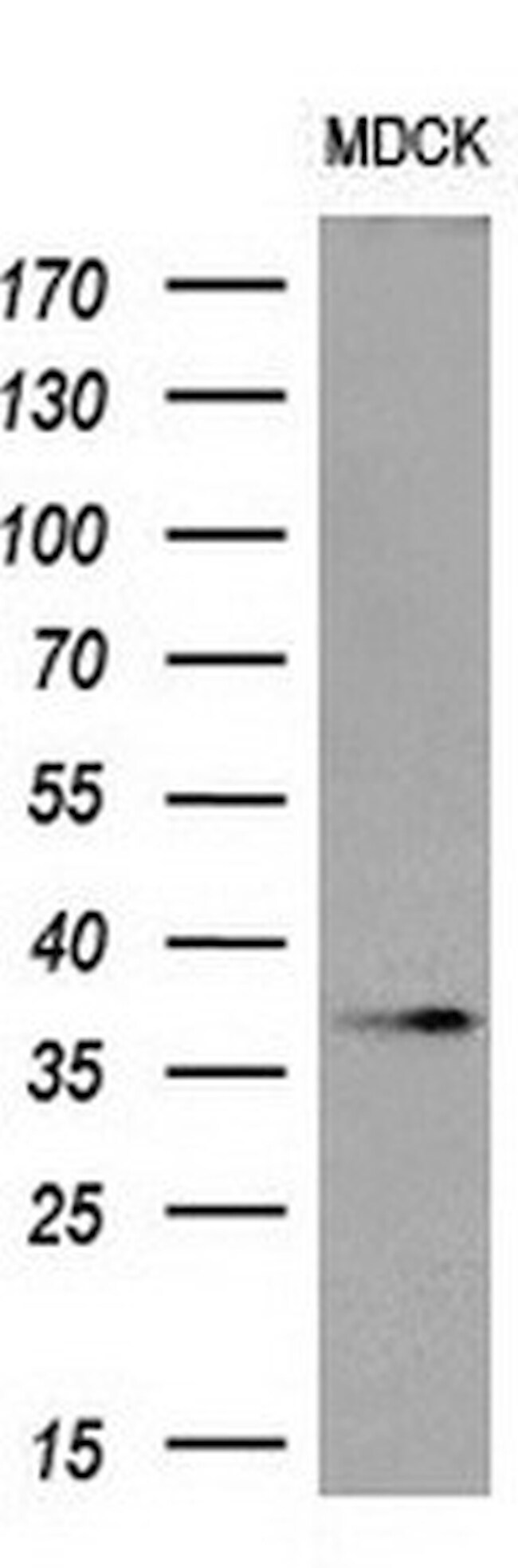 OCT4 Antibody in Western Blot (WB)