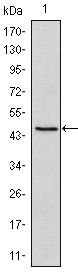OCT4 Antibody in Western Blot (WB)