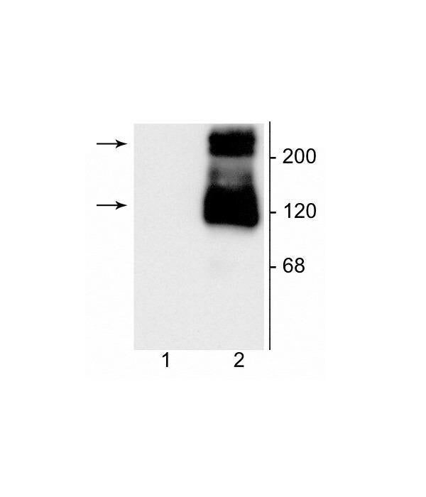 mGluR1 Antibody in Western Blot (WB)