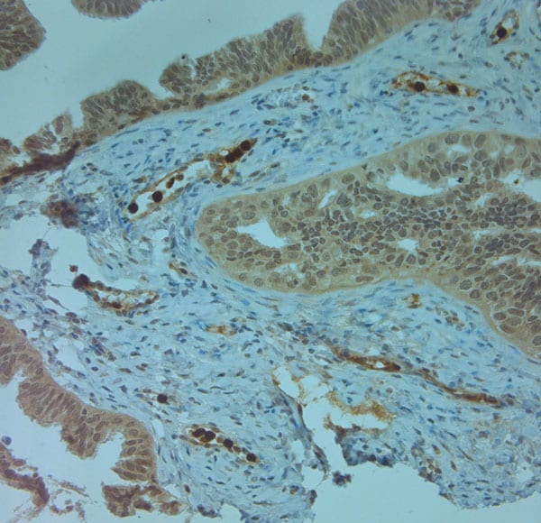 Cathelicidin Antibody in Immunohistochemistry (Paraffin) (IHC (P))