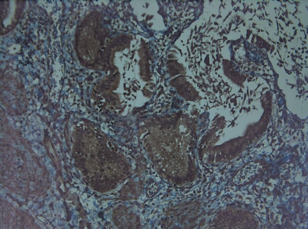 FGF2 Antibody in Immunohistochemistry (Paraffin) (IHC (P))